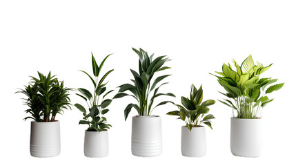 Collection of various houseplants displayed in ceramic pots. Potted exotic house plants on white shelf against white wall. Home garden . Isolated on Transparent background. - obrazy, fototapety, plakaty