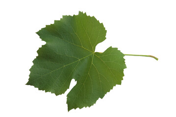 one wine grape leaf on the transparent background