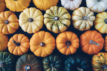 Many colorful mini pumpkins and gourds, view from above. Fall texture for background. Halloween or Thanksgiving celebration.