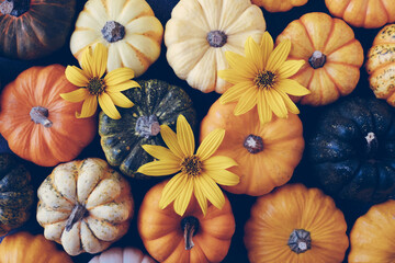 Many colorful mini pumpkins and gourds, view from above. Fall texture for background. Halloween or Thanksgiving celebration.