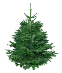 Stoff pro Meter Undecorated pine tree on white or transparent background. New Year and Christmas spruce tree. © Olesia
