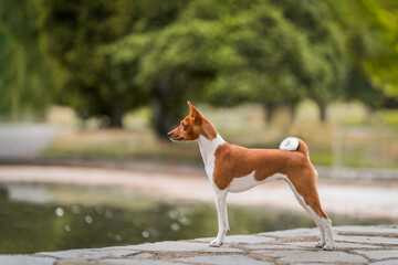 Amazing basenji dog portrait (show quality) © dogphotos