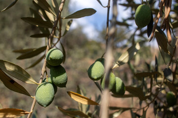 Unripe olive fruits on the branch. close up