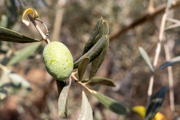 Unripe olive fruits on the branch. close up