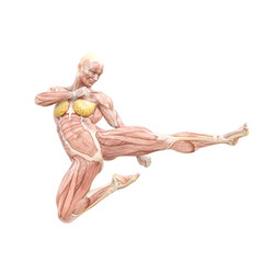 female swole muscle maps on action jump kick pose