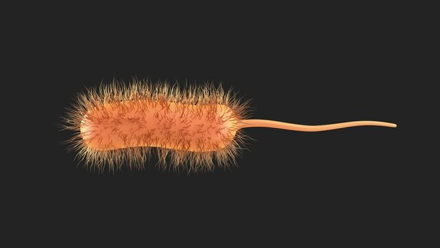 bacteria bacillus 3d render animation loop. prokaryote microorganism with flagellum that can be used to represent microbiology cell probiotics and pathogen cells such as lactobacillus or salmonella