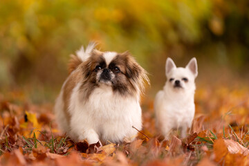 Dwa małe psy: pekińczyk i chihuahua na jesiennym spacerze