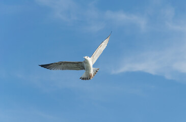 Fototapeta na wymiar white seagulls against the blue sky