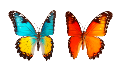 Un conjunto de mariposas muy hermosas con transiciones de color y las alas extendidas, aisladas en un fondo transparente.