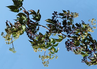 Parthenocissus quinquefolia creeper with green foliage ,yellow flowers and blue fruits close up