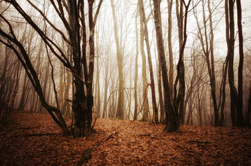 autumn morning in misty woods