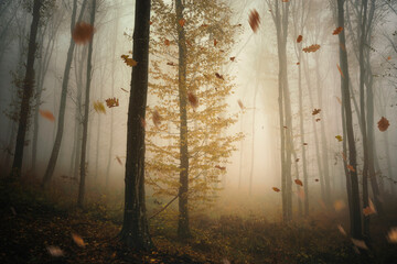 autumn leaves falling in foggy woods, nature landscape