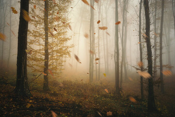 falling leaves in autumn forest landscape
