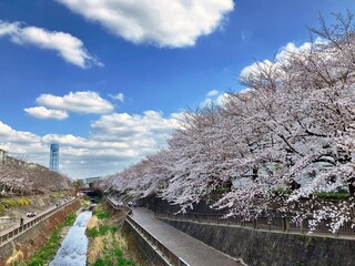 cherry blossom in spring
