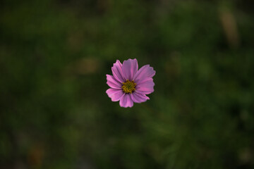 pink cosmos flower