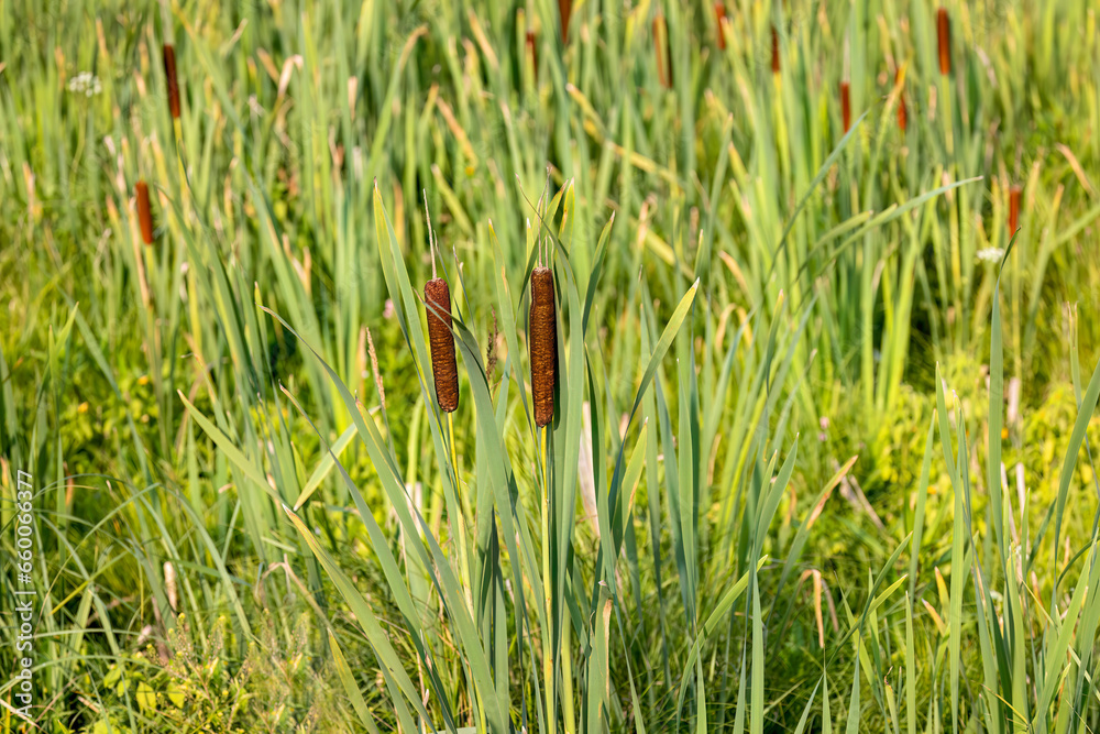 Poster broad-leaved cattail (typha latifolia) is native flower in north america. broadleaf cattail, bulrush