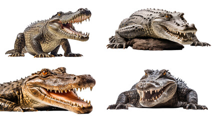 Crocodile full body showing jaws on isolated transparent background, PNG file