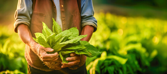 A Farmer Proudly Presents a Bountiful Harvest of Tobacco Leaves, Reflecting the Beauty of Agriculture - obrazy, fototapety, plakaty