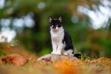 Cute black and white cat sitting on a rock