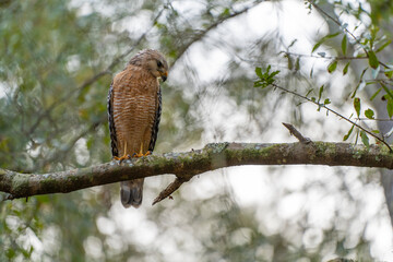 The red-shouldered hawk bird perching on a tree branch looking for prey to hunt in summer forest