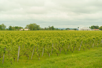 Fototapeta na wymiar Vineyards in the province of Aquitaine in spring.