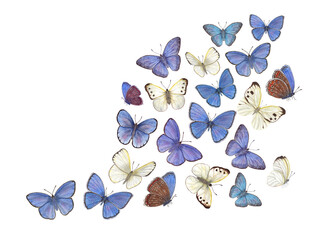 Watercolor flying white, blue butterflies. Copper, scarce copper, cabbage. Hand drawn illustration for postcard design, invitation template, birthday, mother day cards, wedding invitation