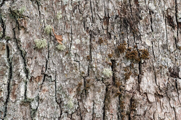Bark of an old perennial oak covered with lichen, for use as an abstract background and texture.