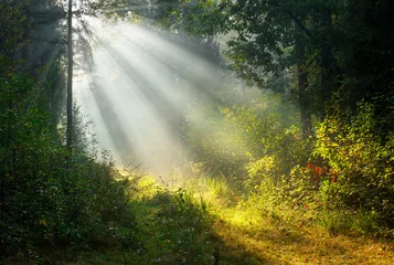Zelfklevend Fotobehang Sunny morning in the forest © Piotr Krzeslak
