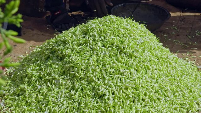 Freshly harvested jasmine buds poured on the ground for quality checks