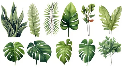 Papier Peint photo Feuilles tropicales set of Exotic plants, palm leaves, monstera, watercolor vector illustration