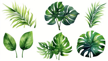 set of Exotic plants, palm leaves, monstera, watercolor vector illustration