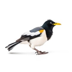 Yellow-billed magpie bird isolated on white background.