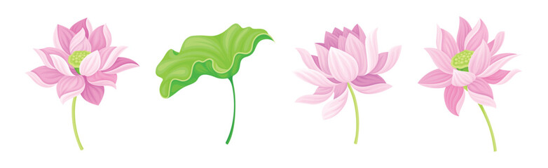 Beautiful Pink Waterlily or Lotus Flower with Green Pad Leaf Vector Set