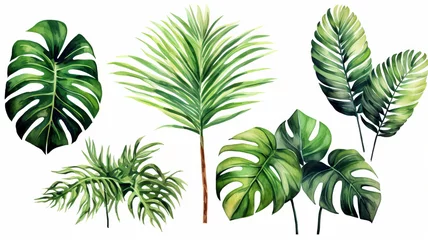 Papier Peint photo Feuilles tropicales set of Exotic plants, palm leaves, monstera, watercolor vector illustration