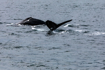 Obraz premium Whale Tail 2