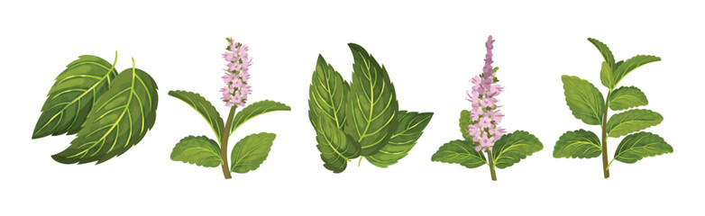 Green Mint or Peppermint Fresh Leaf Vector Set