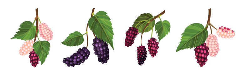 Mulberry Branch with Ripening Berry Hanging Vector Set