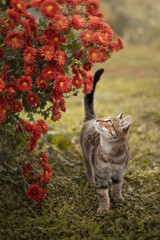 Photo of a striped kitten near a chrysanthemum bush.