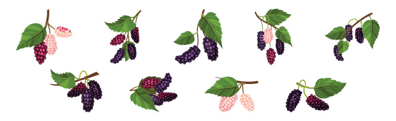 Mulberry Branch with Ripening Berry Hanging Vector Set
