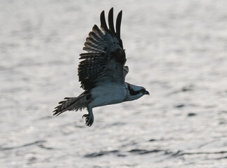 falco pescatore