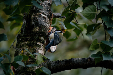 black headed woodpecker