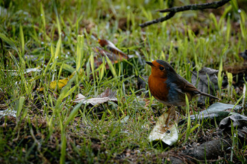 robin on the grass