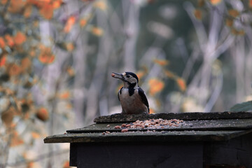 spotted woodpecker