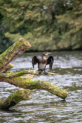 great crested grebe