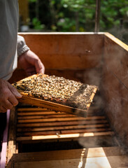 Man inspecting beehive at bee farm