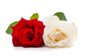 Beautiful white and red roses.