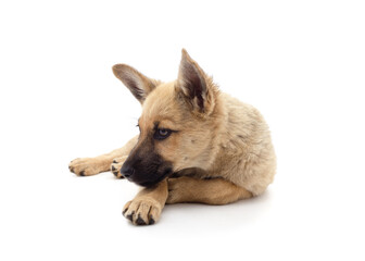 One brown little dog.