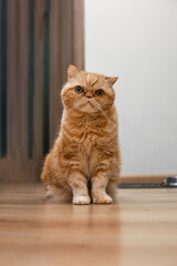 Red exotic cat is sitting. Funny pets. Cute funny pussy posing. Concept of pets, furry animals. looks interested in camera. Vertical photo