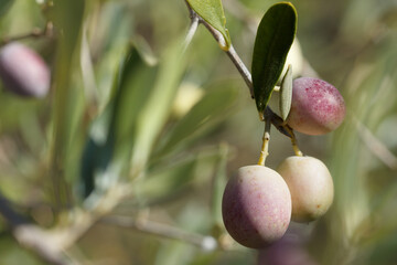Macrofotograf&iacute;a de aceitunas listas para la recolecci&oacute;n del olivo, Gaianes, Espa&ntilde;a