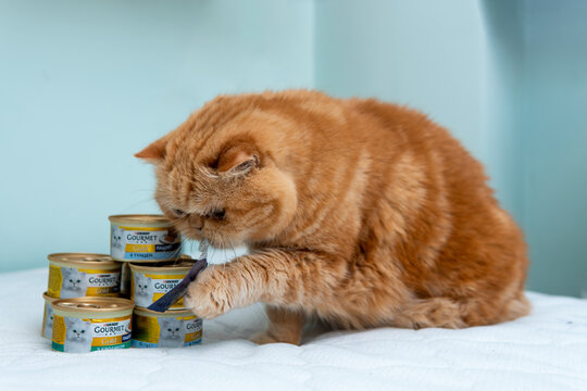 Khmelnytskyi, Ukraine - September 28, 2023: Purina Gourmet Gold luxury pet food cans. Formed in 2001 Purina Pet care is a subsidiary of Nestle. A red cat of the Exotic breed. Close up